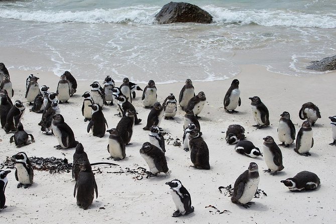 Half Day Boulders Penguins and Cape Point Small Group Tour - Why this half-day route works so well