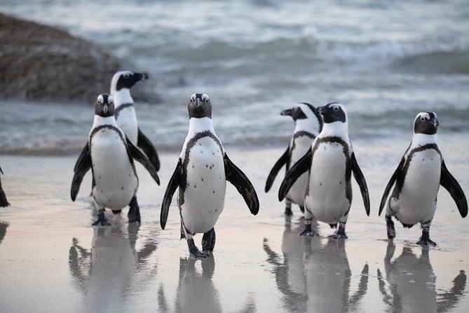 Half Day Boulders Penguins and Cape Point Small Group Tour - Boulders Beach gives you the penguin encounter