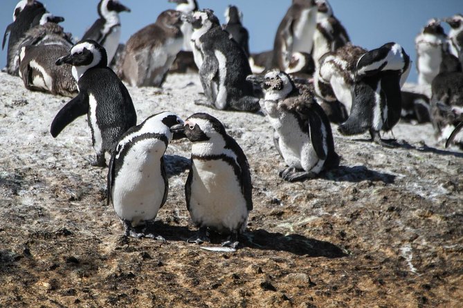 Half Day Boulders Penguins and Cape Point Small Group Tour - Chapman’s Peak adds a final great viewpoint