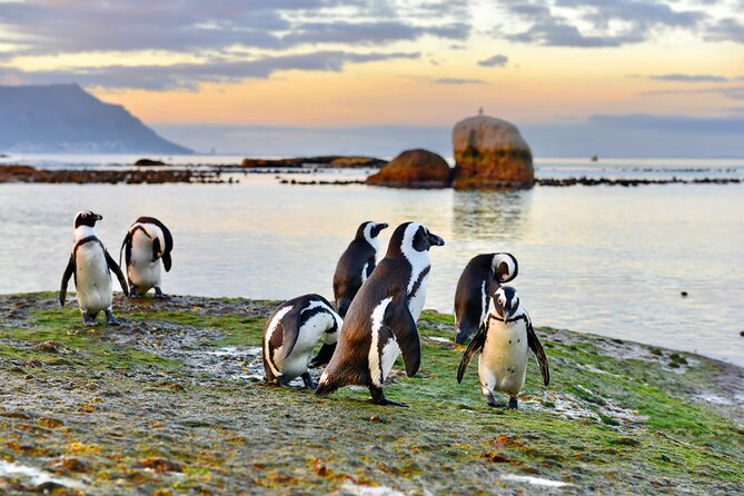 Half Day Boulders Penguins and Cape Point Small Group Tour - False Bay begins with Muizenberg and St. James