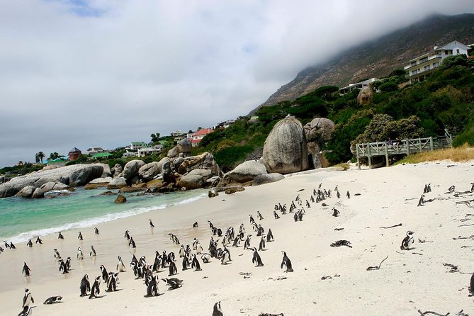 Half day Cape Point Sightseeing Tour with Penguins from Cape Town - Chapman’s Peak, the scenic high point of the drive