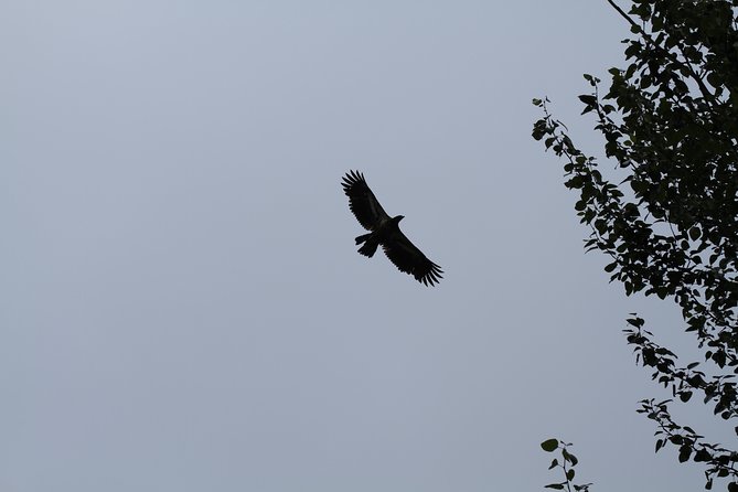 Half-Day Chilkat Bald Eagle Preserve Float Tour - Is $181.67 a fair price?