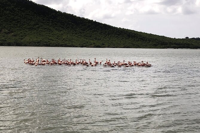 Half Day Hato Cave, Flamingo & Beach Tour - Sint Michiel flamingos: beautiful, but often distant