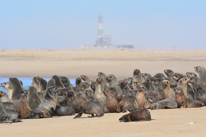Half Day Original Seal Kayak Adventure, Pelican Point, Walvis Bay - Launching near the Pelican Point lighthouse