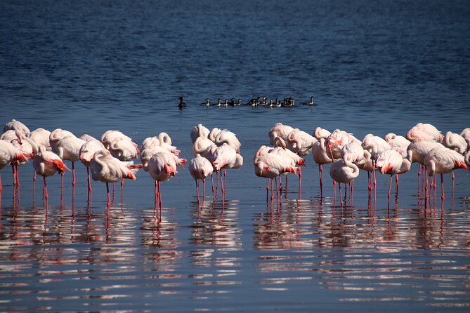 Half Day Original Seal Kayak Adventure, Pelican Point, Walvis Bay - Who will enjoy this Pelican Point outing
