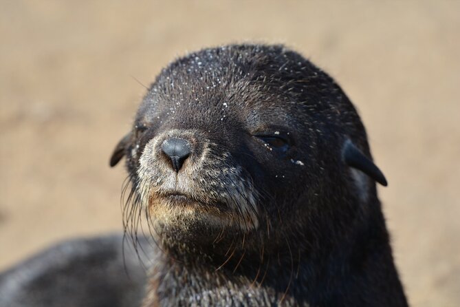 Half Day Original Seal Kayak Adventure, Pelican Point, Walvis Bay - Should you book the Pelican Point kayak trip?