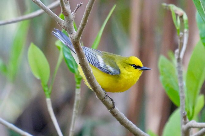 Half-Day Private Bird Tour of Fort De Soto Park in St. Petersburg - 2 person max - The 7 a.m. start and north shore beach