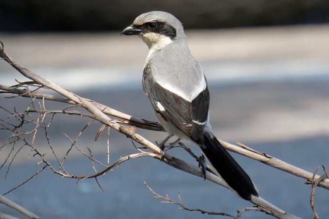 Half-Day Private Bird Tour of Fort De Soto Park in St. Petersburg - 2 person max - What the private format changes