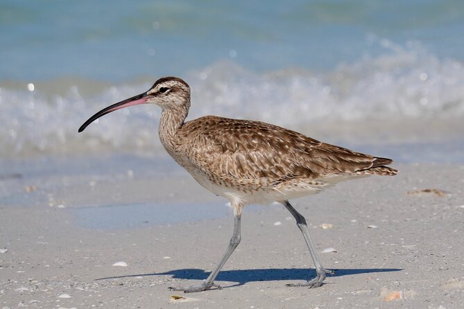 Half-Day Private Bird Tour of Fort De Soto Park in St. Petersburg - 2 person max - Snacks, water, and the shared eBird checklist