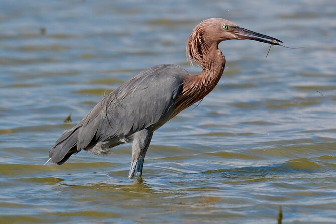 Half-Day Private Bird Tour of Fort De Soto Park in St. Petersburg - 2 person max - Who will get the most from this Fort De Soto tour