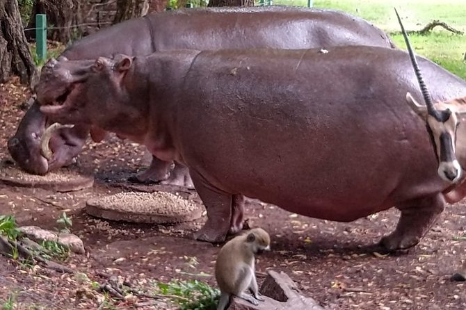 Haller Park Tour observing hippos, giraffes, birds, monkeys, crocs & others - Hotel pickup sets up an easy half-day