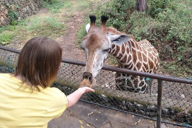 Haller Park Tour observing hippos, giraffes, birds, monkeys, crocs & others - Giraffe feeding is the clearest hands-on moment