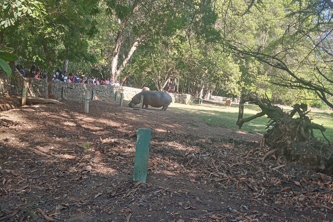 Haller Park Tour observing hippos, giraffes, birds, monkeys, crocs & others - Hippos and crocodiles depend on timing