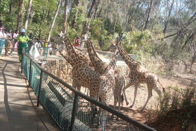 Haller Park Tour observing hippos, giraffes, birds, monkeys, crocs & others - Buffalo, zebras, monkeys, and birds add variety