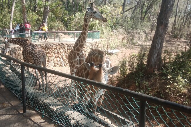 Haller Park Tour observing hippos, giraffes, birds, monkeys, crocs & others - How the $45 price measures up