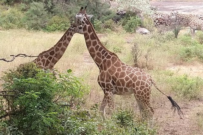 Haller Park Tour observing hippos, giraffes, birds, monkeys, crocs & others - Entering Haller Park and finding the wildlife
