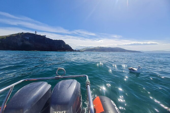 Harbour, Albatross and Wildlife Cruise on Otago Harbour - Why Otago Harbour is best seen from a small boat