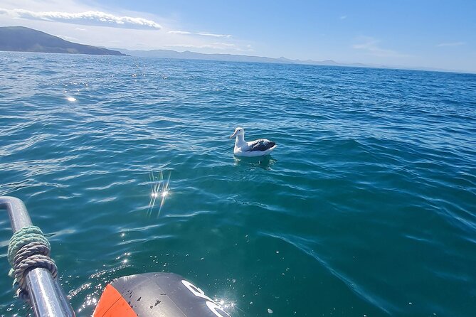 Harbour, Albatross and Wildlife Cruise on Otago Harbour - The first harbor views and Otago Peninsula