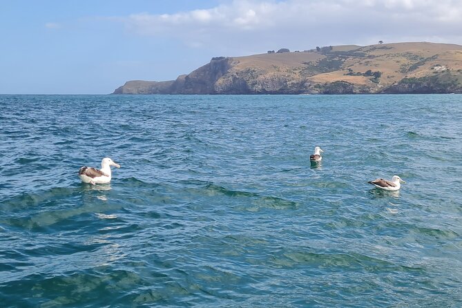 Harbour, Albatross and Wildlife Cruise on Otago Harbour - Wildlife spotting without unrealistic expectations