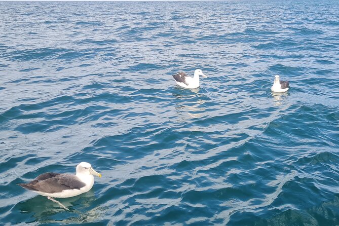Harbour, Albatross and Wildlife Cruise on Otago Harbour - The Carey’s Bay Hotel finish