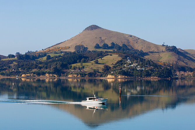 Harbour, Albatross and Wildlife Cruise on Otago Harbour - Price, timing, and comfort