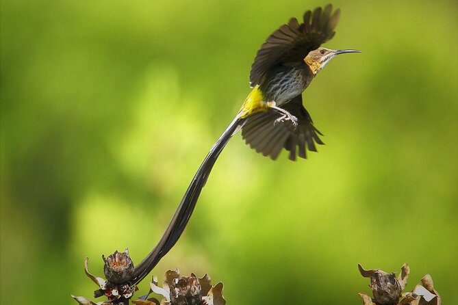 Hermanus & Overberg Birding - Searching Hermanus’s coastal birdlife