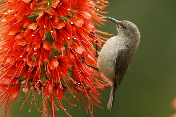 Hermanus & Overberg Birding - Moving through coastal scrub and water habitats