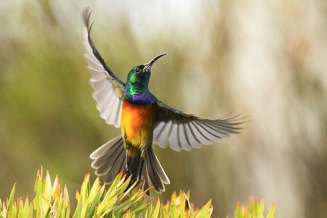Hermanus & Overberg Birding - Is the private price good value?