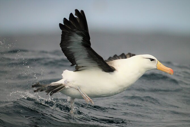 Hermanus & Overberg Birding - Who will enjoy this Hermanus birding experience?