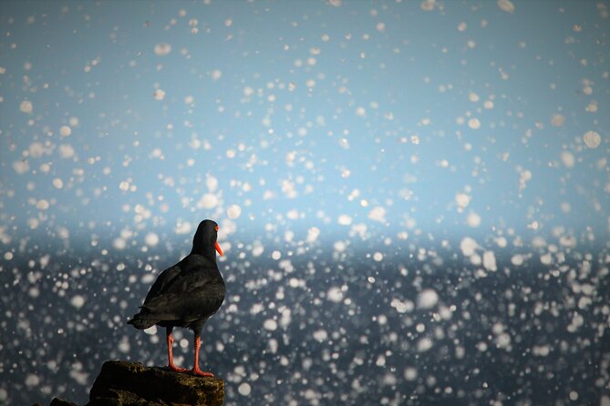 Hermanus & Overberg Birding - Seeing mountain fynbos in the Overberg