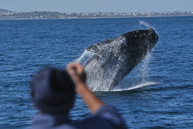 Hermanus Whale Watching & Penguins Shared Tour from Cape Town - Why the whales make this Cape Town day trip special