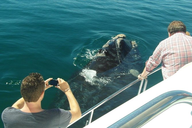 Hermanus Whale Watching & Penguins Shared Tour from Cape Town - A practical lunch stop at Fusion Restaurant
