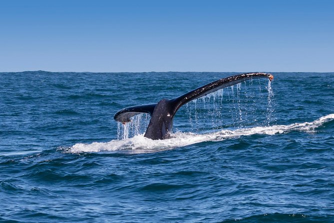 Hermanus Whale Watching & Penguins Shared Tour from Cape Town - Meeting the penguins at Stony Point