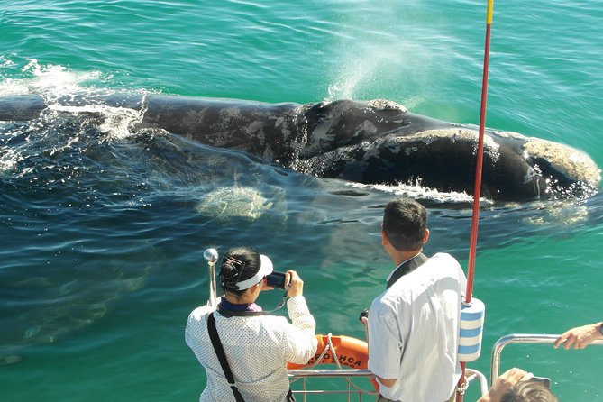 Hermanus Whale Watching & Penguins Shared Tour from Cape Town - Is $144.54 good value?