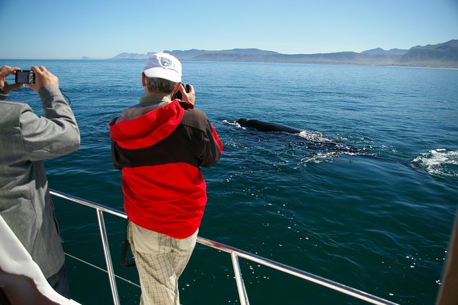 Hermanus Whale Watching & Penguins Shared Tour from Cape Town - The long day in practical terms