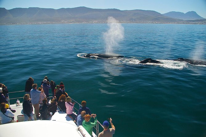 Hermanus Whale Watching & Penguins Shared Tour from Cape Town - Who should book this wildlife combination?