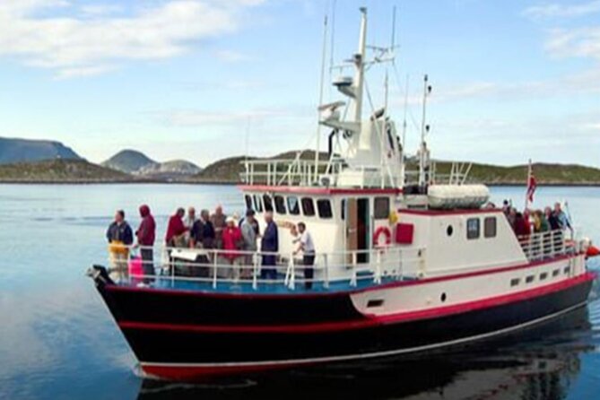 Honningsvåg Shore Bird Safari Adventure - From Honningsvåg to Gjesvær by road