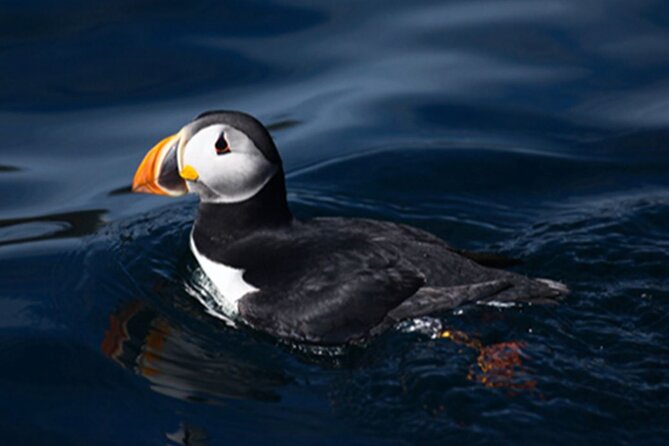 Honningsvåg Shore Bird Safari Adventure - What you can see at the nesting cliffs