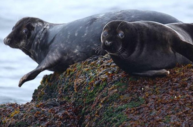 Honningsvåg Shore Bird Safari Adventure - Choosing your place on the boat