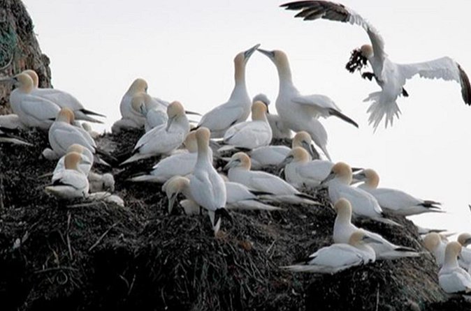 Honningsvåg Shore Bird Safari Adventure - Group size, guiding, and the value of the price