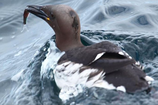 Honningsvåg Shore Bird Safari Adventure - Who will enjoy this outing most