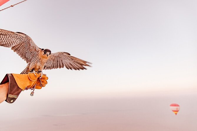Hot Air Balloon Ride & In-flight Falcon Show including Transfers - The falcon in flight at 4,000 feet