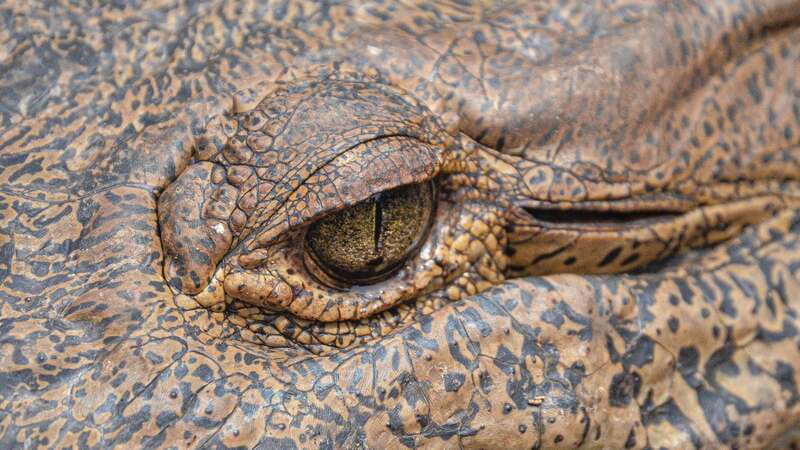 Huatulco: Ecotour with Crocodiles & migrating birds - Ventanilla puts the crocodiles first
