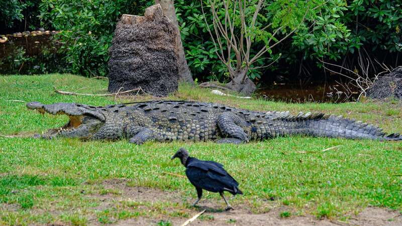 Huatulco: Ecotour with Crocodiles & migrating birds - What the $49 price really covers
