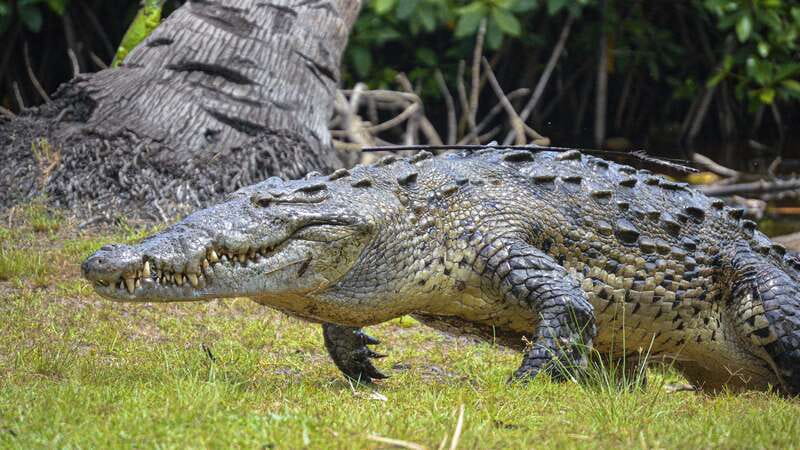 Huatulco: Ecotour with Crocodiles & migrating birds - Who will enjoy this day most