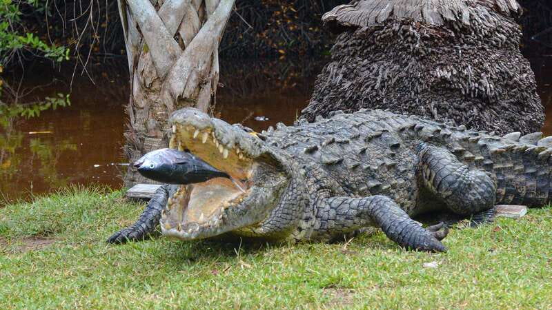 Huatulco: Ecotour with Crocodiles & migrating birds - Why the mangrove boat ride is worth your time
