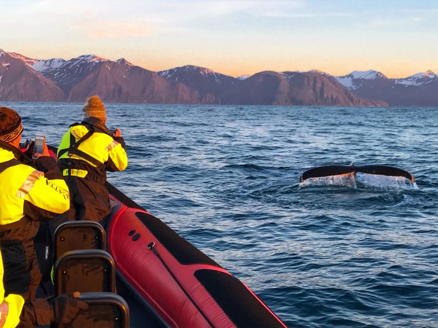Húsavík: Big Whales and Puffin Island Speedboat Tour - Key points at a glance
