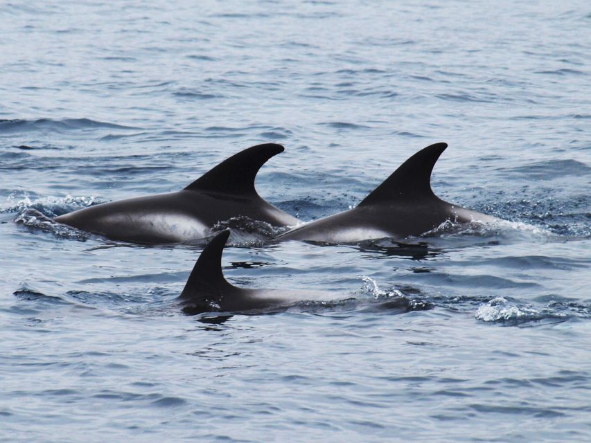 Húsavík: Big Whales and Puffin Island Speedboat Tour - Who should book this Húsavík RIB tour?