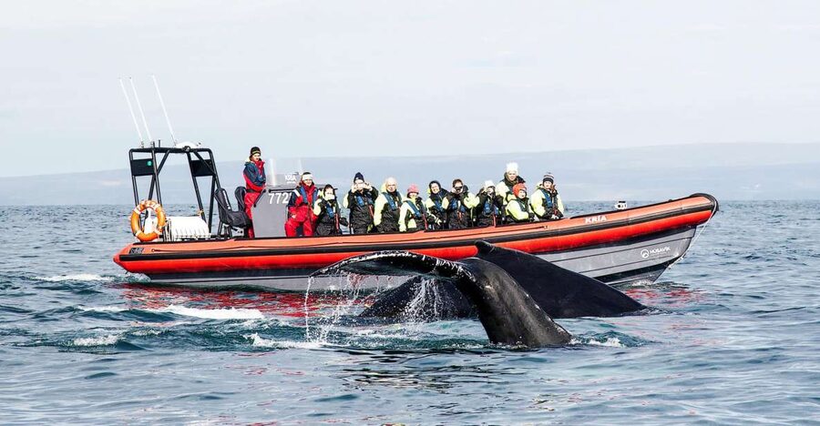 Húsavík: Big Whales and Puffin Island Speedboat Tour - Why this Húsavík whale tour feels different
