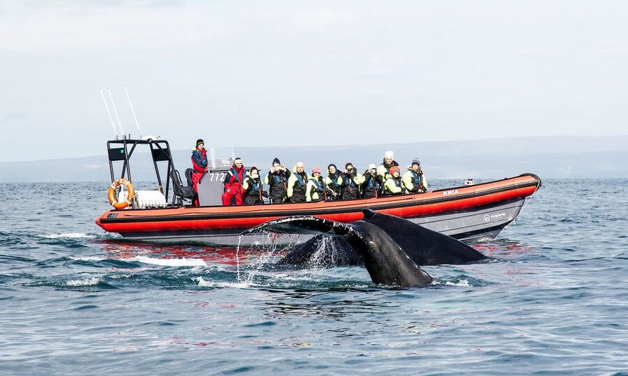 Húsavík: Big Whales and Puffin Island Speedboat Tour - Lundey, the island of puffins
